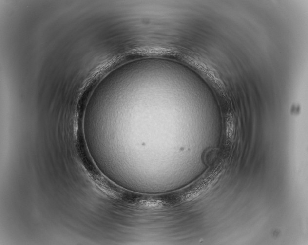 X0000099290206200805161333