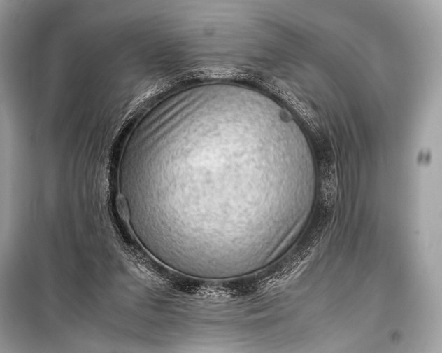 X0000099290207200805161333