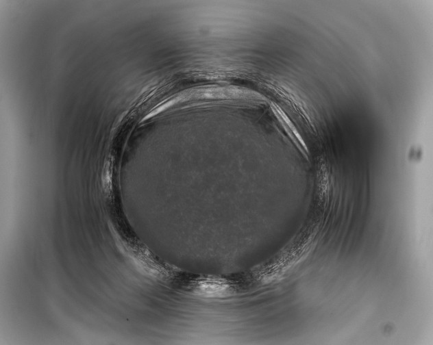 X0000099290214200805161333