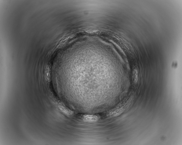 X0000099290234200805161332