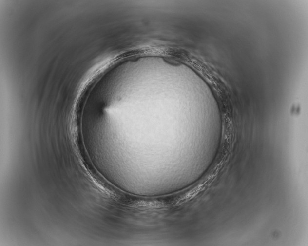 X0000099290245200805161332