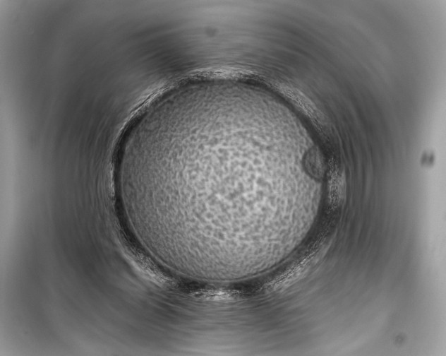 X0000099290254200805161332