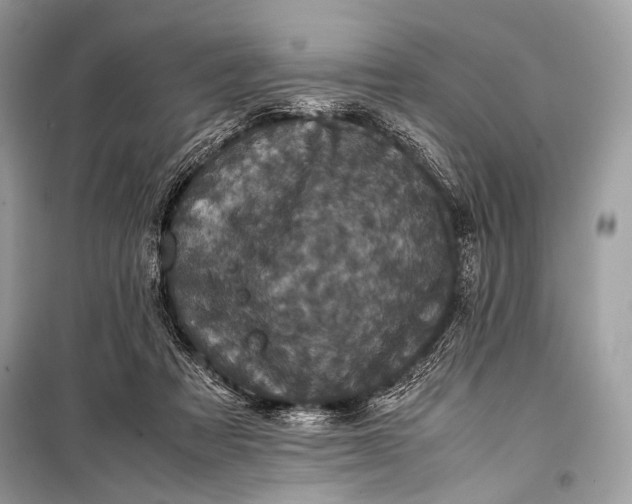 X0000099290313200805161331