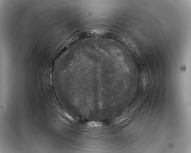 X0000099290328200805161331