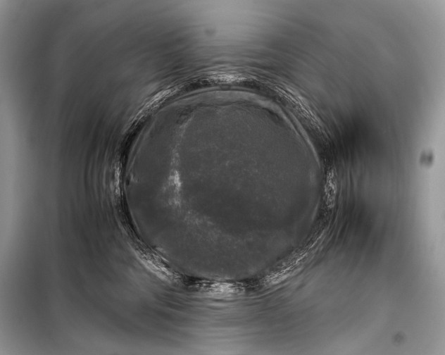 X0000099290330200805161331