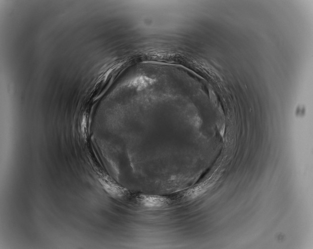 X0000099290336200805161331