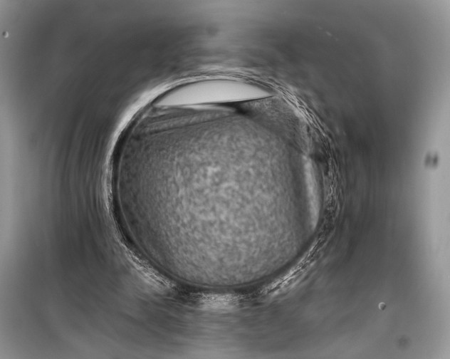 X0000099290342200805161330