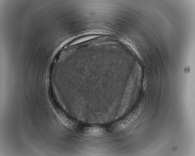 X0000099290348200805161330