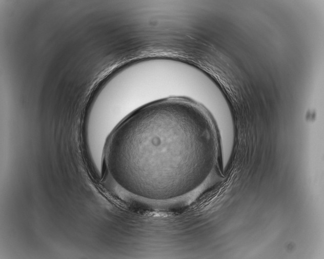 X0000099290352200805161330