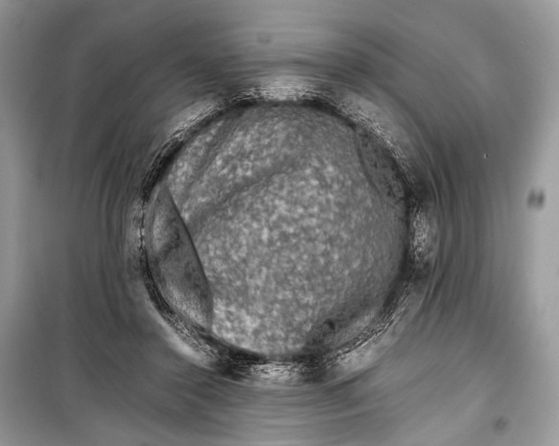 X0000099290356200805161330