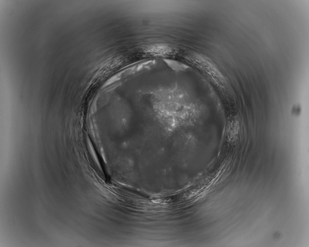 X0000099290365200805161330