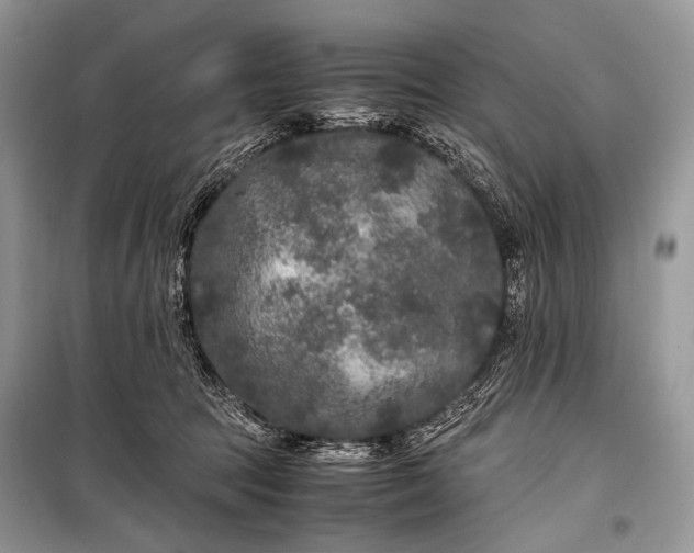 X0000099290369200805161330