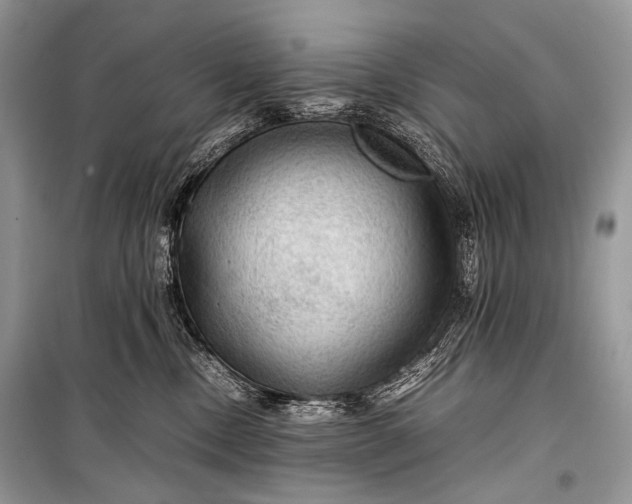 X0000099290378200805161331