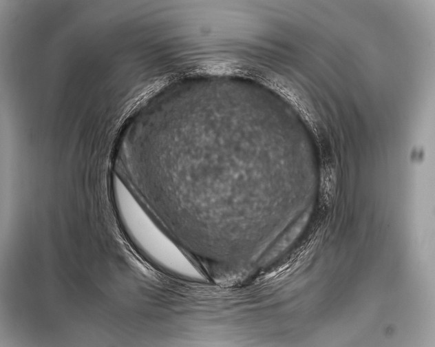 X0000099290397200805161330