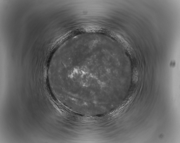 X0000099290405200805161330