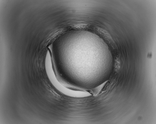 X0000099290428200805161329