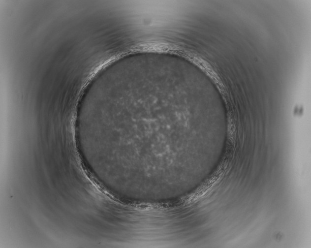 X0000099290434200805161328