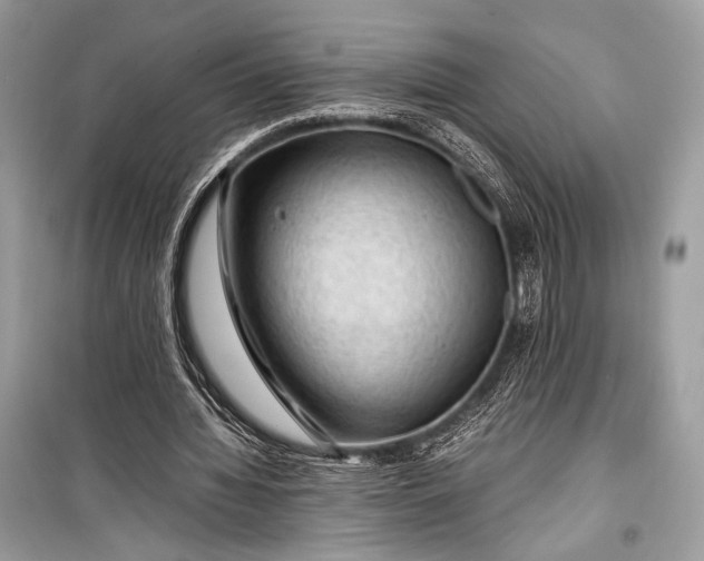 X0000099290436200805161328