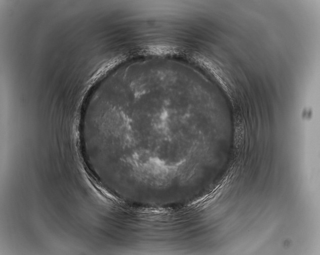 X0000099290443200805161329