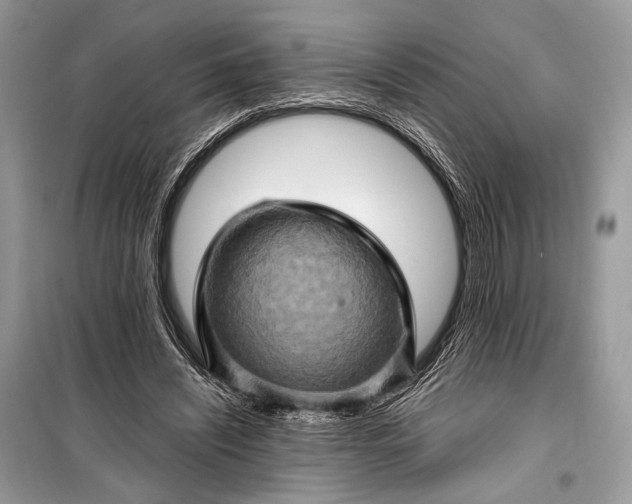 X0000099290444200805161329