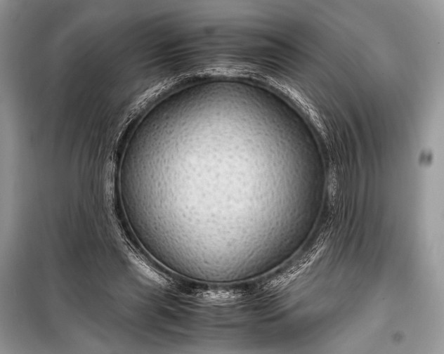 X0000099290445200805161329