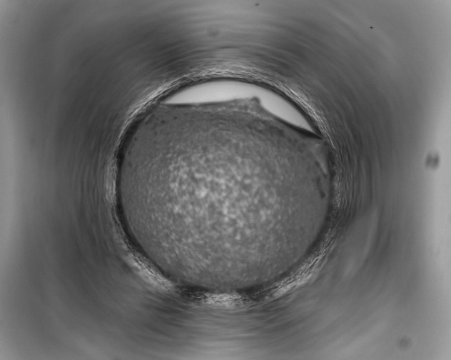 X0000099290446200805161329