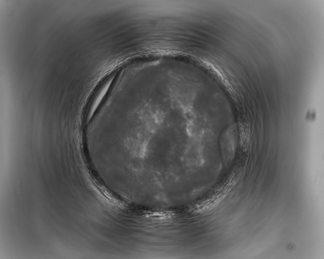 X0000099290447200805161329