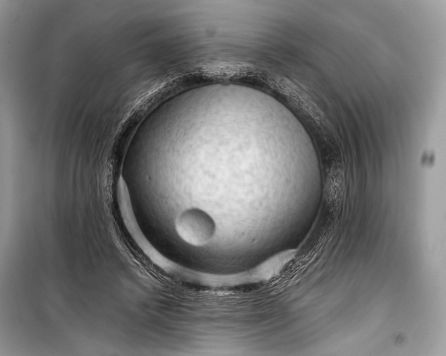 X0000099290448200805161329