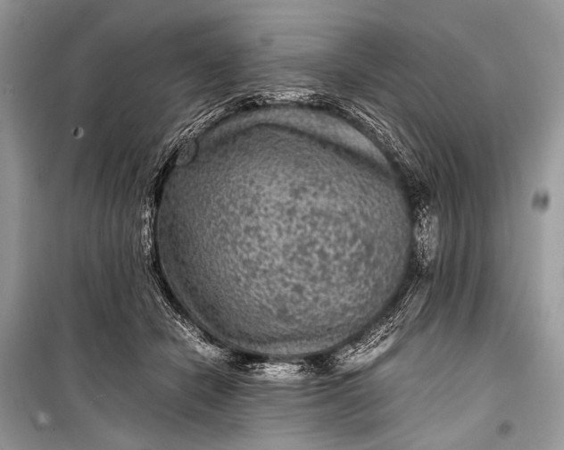 X0000099290462200805161329