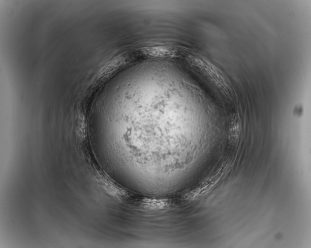 X0000099290469200805161329