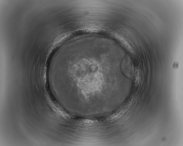 X0000099290494200805161328