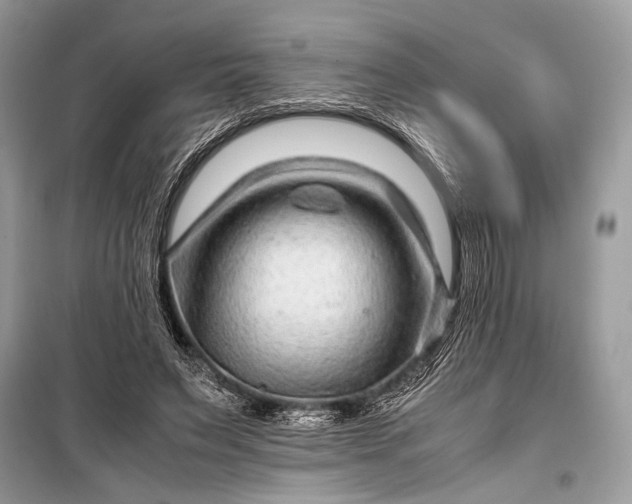 X0000099290495200805161328