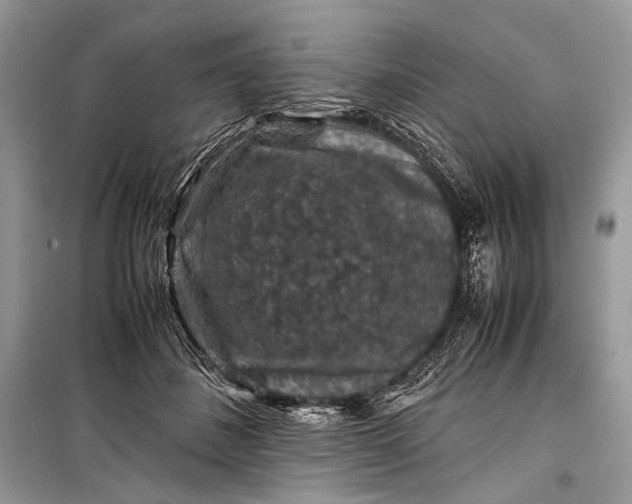 X0000099290508200805161328