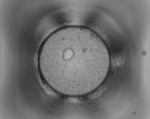 X0000099290534200805161327