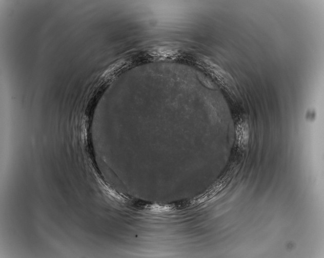 X0000099290570200805161327