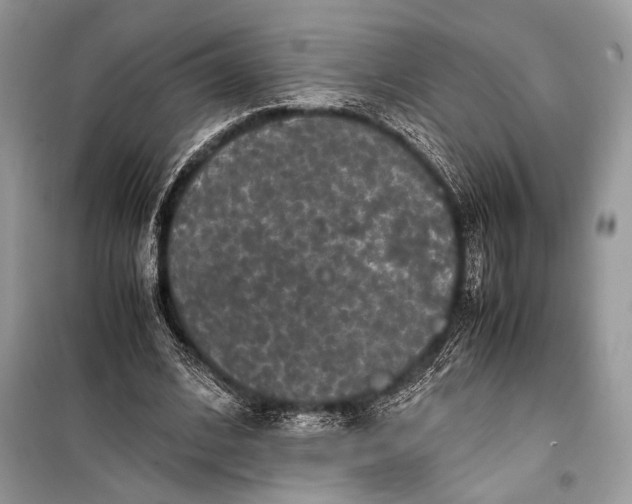 X0000099290584200805161327