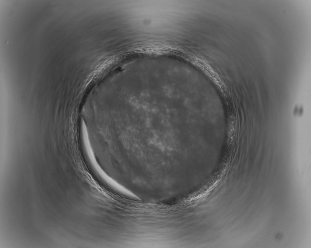 X0000099290585200805161327