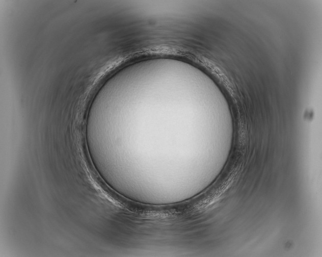 X0000099290625200805161326