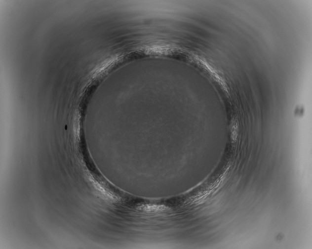 X0000099290637200805161326