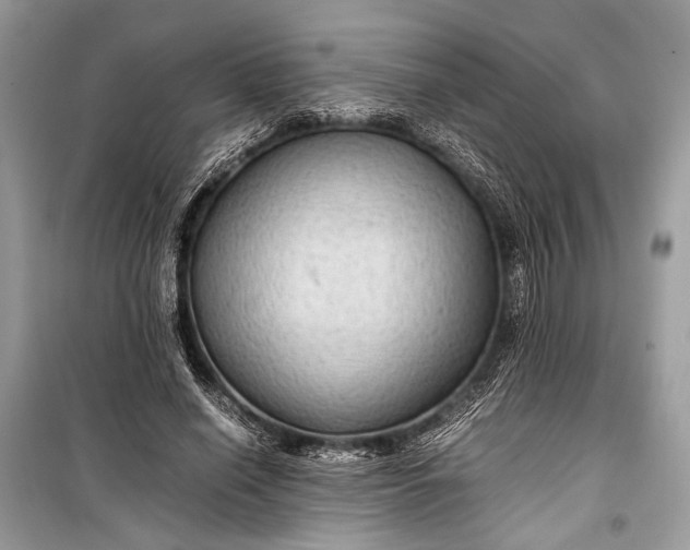 X0000099290638200805161326