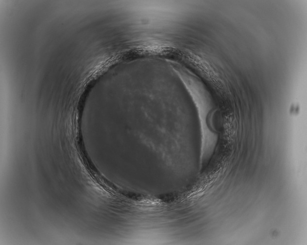 X0000099290642200805161326