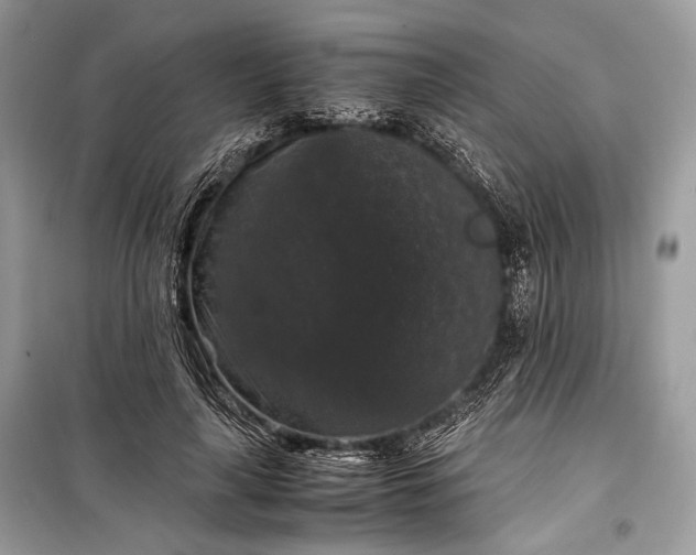 X0000099290643200805161326