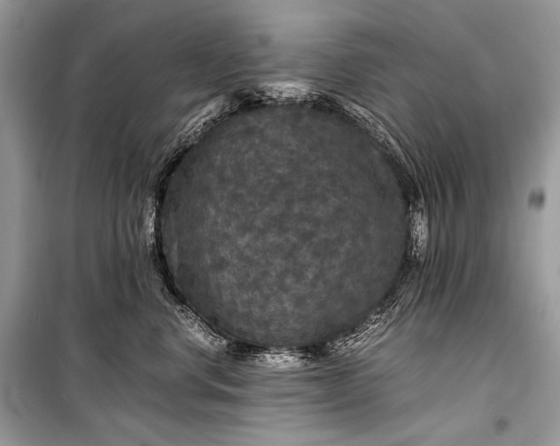 X0000099290668200805161326