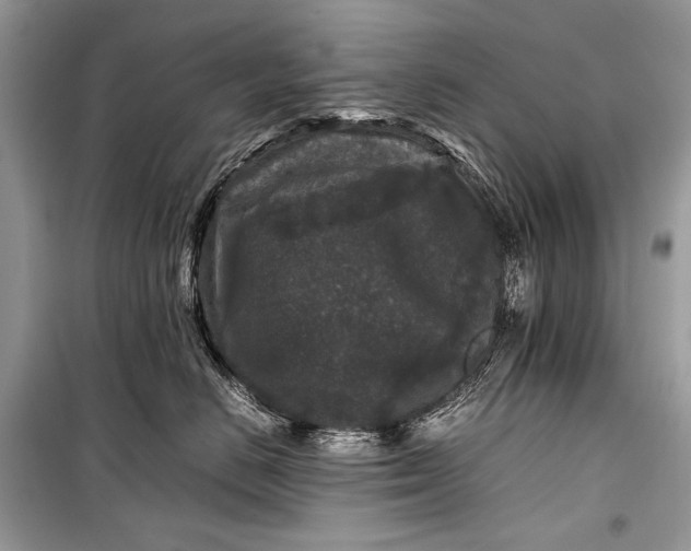 X0000099290670200805161326