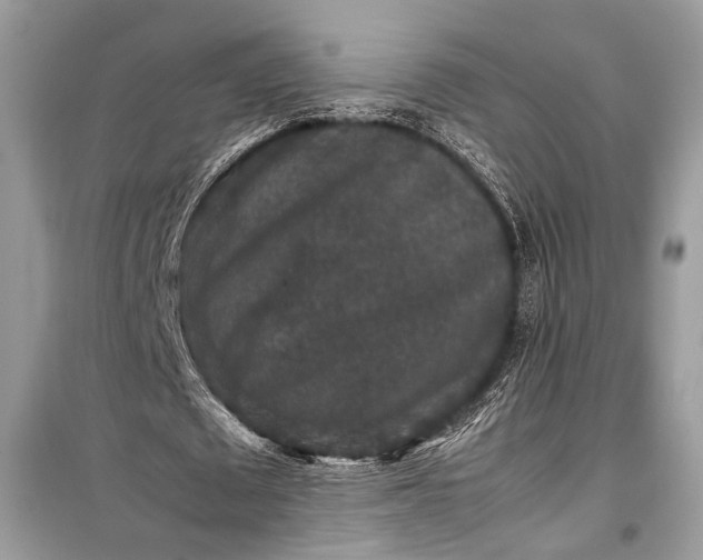 X0000099290673200805161326