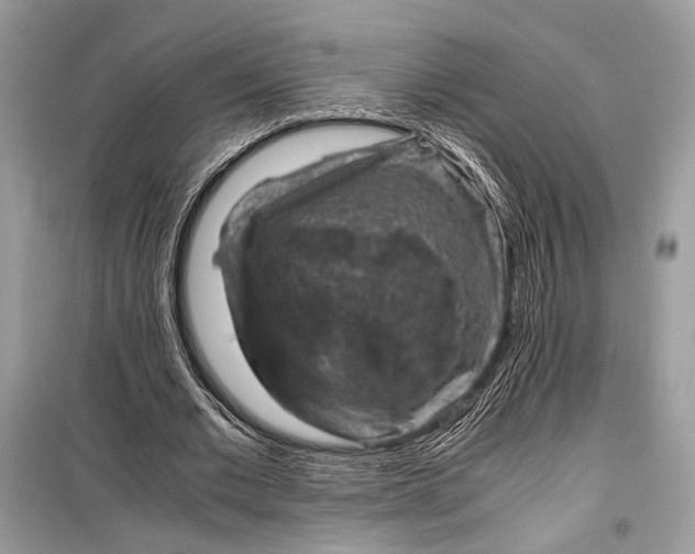 X0000099290677200805161325