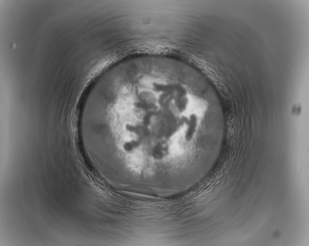 X0000099290679200805161325