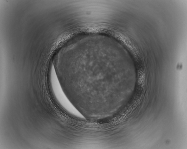 X0000099290685200805161325