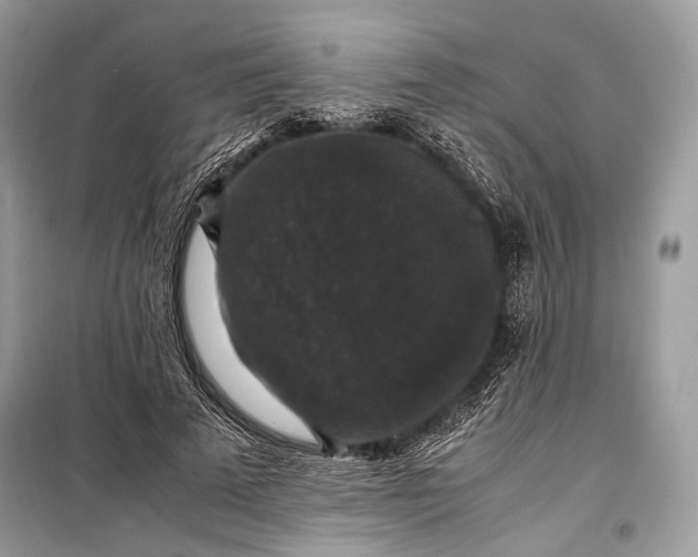 X0000099290689200805161325