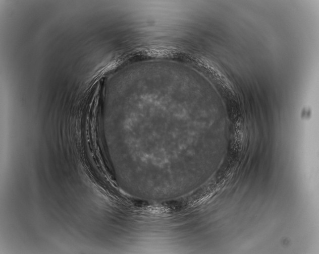 X0000099290696200805161325